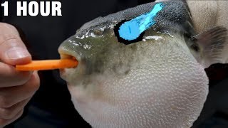 Pufferfish Eats Carrot and Sings Megalovania meme [1 HOUR]