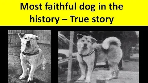 Hachiko - The most loyal dog in the history