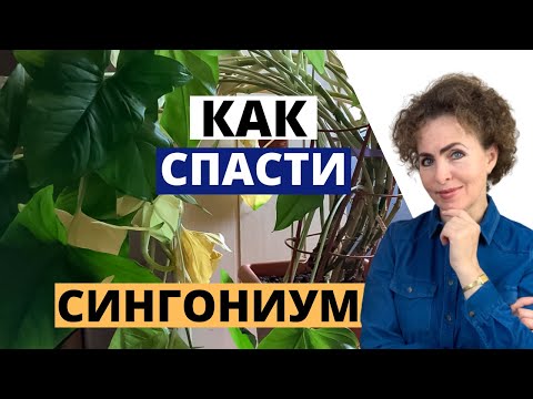 Как реанимировать СИНГОНИУМ