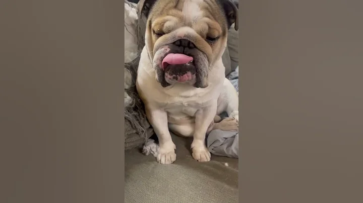 He’s Sad Mad Shy and Sleepy 🤣 #englishbulldog