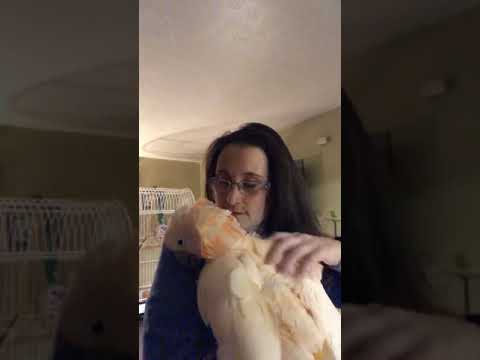 cockatoo price ph Puff Ball Snuggles