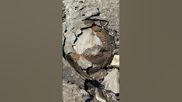 Fossil Ammonite EXCAVATED 🤯