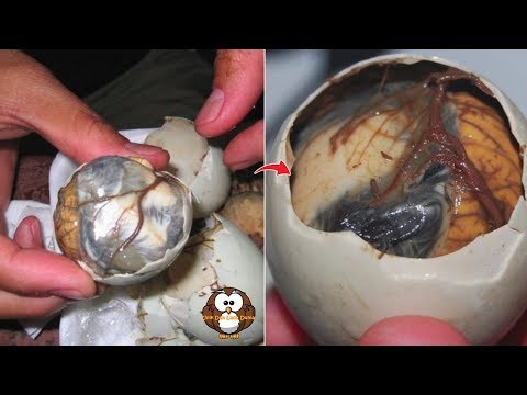 Balut, Telur Embrio Bebek Khas Filipina. Berani coba??