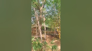 Resort vacation #resort #shorts