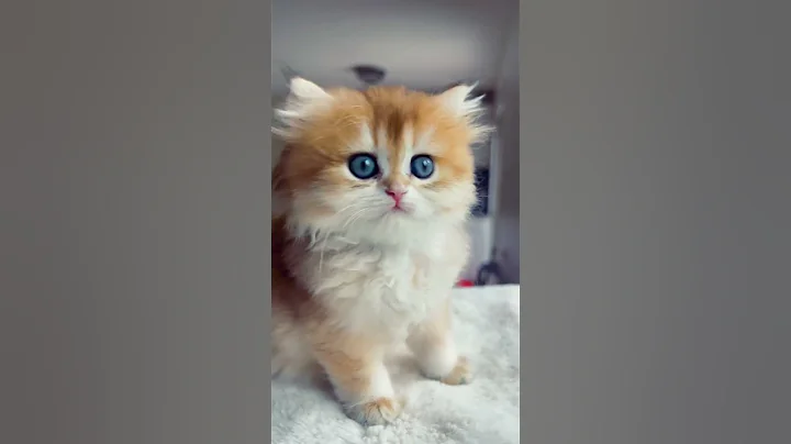 Video 6127331: british longhair kitten female, kittens awesome