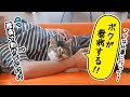 パパの看病を元野良猫にお願いしてみた結果･･