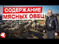 Мясное овцеводство | Разведение и содержание овец | КУЛЬТИВАТОР