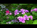 【日本旅遊】靜岡下田公園紫陽花祭