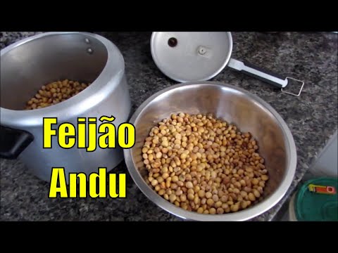 EXPERIMENTANDO FEIJÃO ANDU / GUANDU - CHÁCARA VIVER
