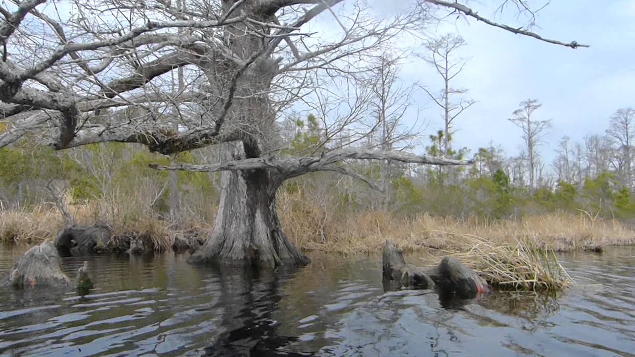 Alligator River Kayaking YouTube