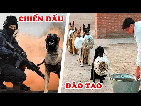 Video: Cách Dạy Chó Lệnh 