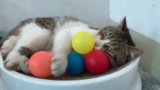 The kitten's hobby is playing with balls