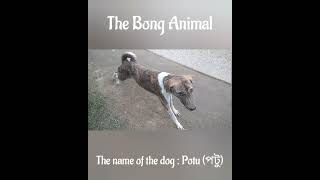 Cute Dog Potu পট The Bong Animal 