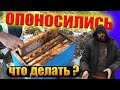 Пчелы опоносились что делать. Это нозематоз или просто понос? Весенняя пасека помощь пчелам