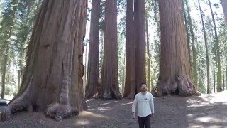 secuoyas gigantes california
