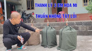 Thanh lý 3 em họa mi thuần không tật lỗi | Hoạt Họa Mi