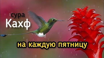 🔊 Сура Кахф سورة الكهف сегодня это сунна! слушать обязательно! Очень эффективное чтение!