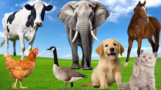 Learn about Adorable Animals : Duck, Cow, Cat, Horse, Elephant - Animals Moment