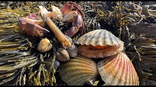 Coastal Foraging  Scallops, Cockles, Clam and Crab Beach Cook Up