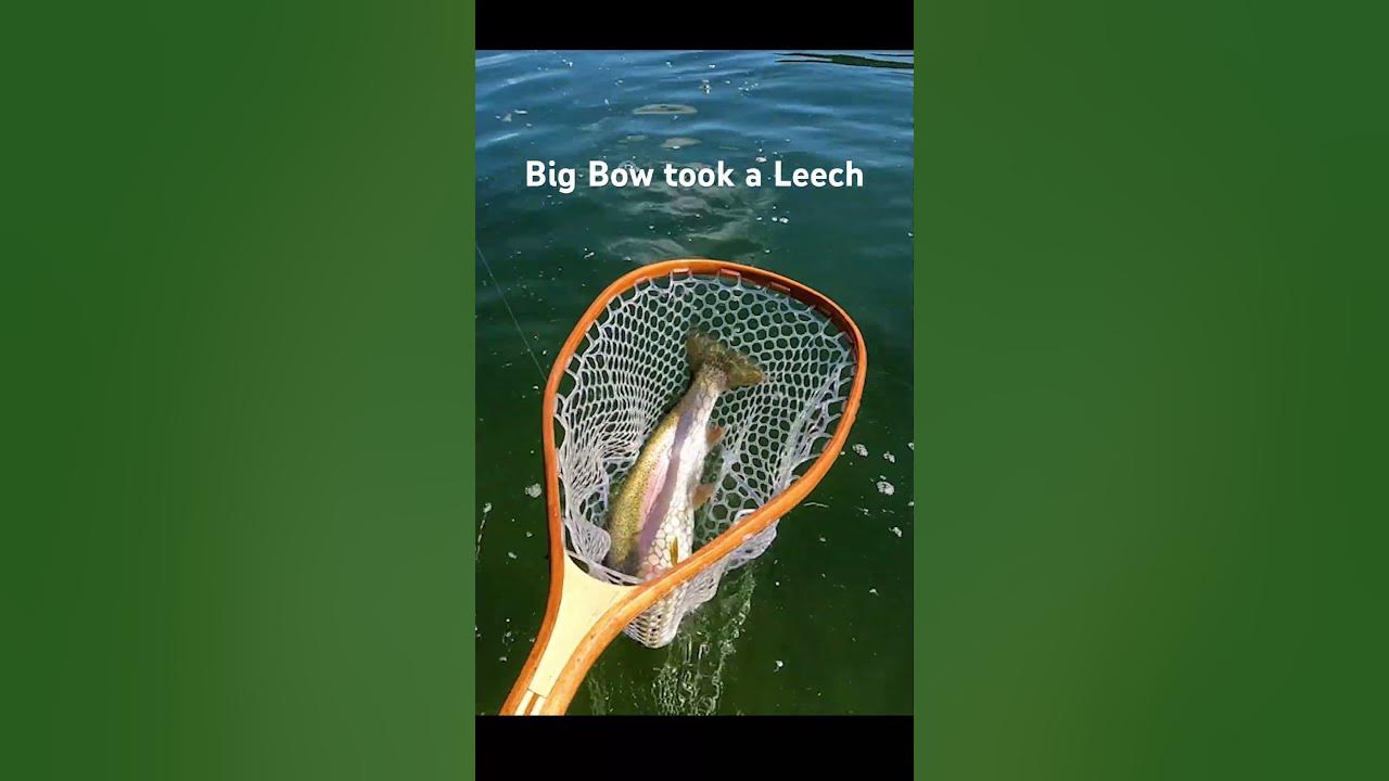 FLY FISHING: BIG RAINBOW ATE A LEECH PATTERN 