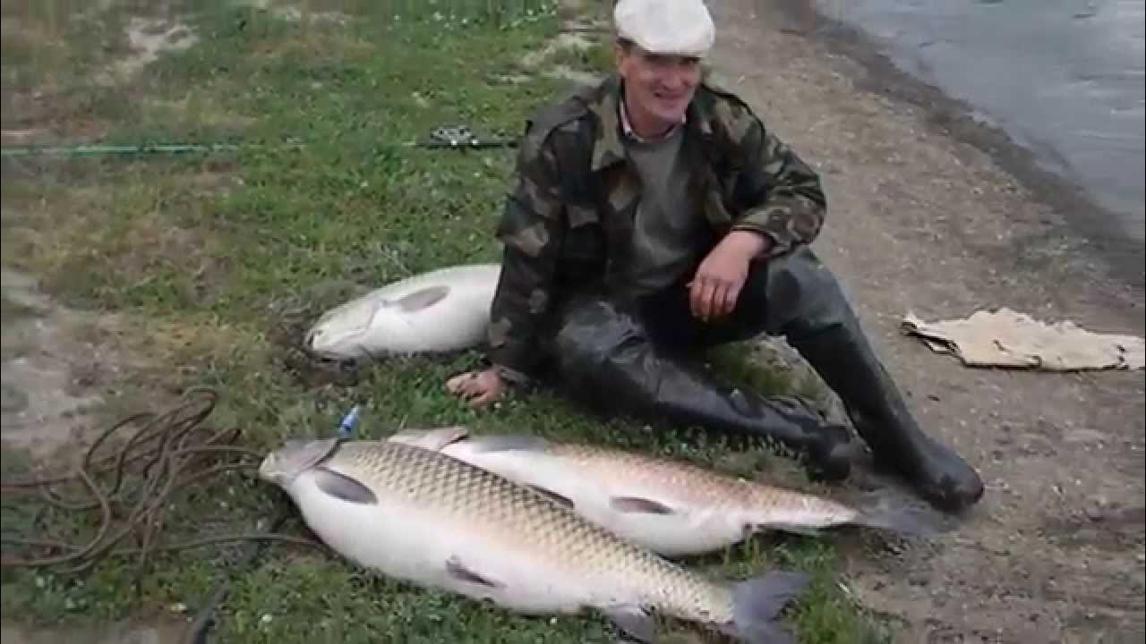 Белый амур 20 кг. - YouTube
