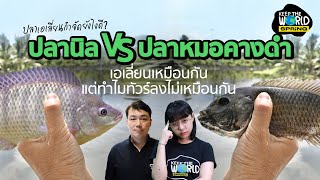 ปลาหมอคางดำ VS ปลานิล เอเลี่ยนเหมือนกัน แต่ทัวร์ลงไม่เหมือนกัน? | KEEP THE WORLD | SPRiNG