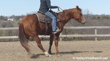 One Time Gigi - smooth jog, turns, lope, stops! - ValleyViewRanch.net