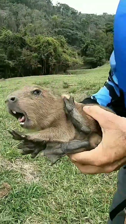 capivara gritando o nome cintia｜Pesquisa do TikTok