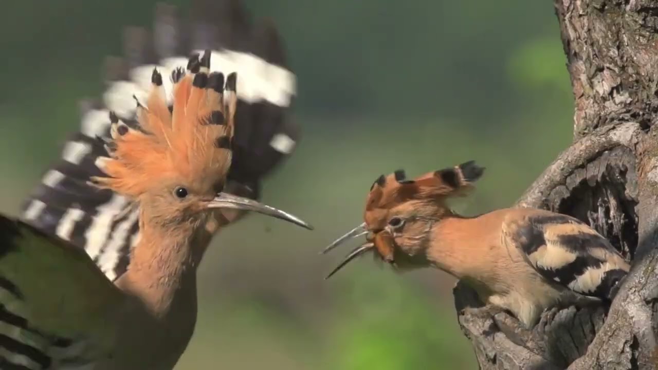 Удод   Upupa epops