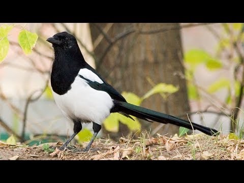 Видео: Что такое умные гнезда?