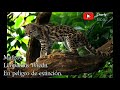 5 felinos salvajes de Costa Rica.