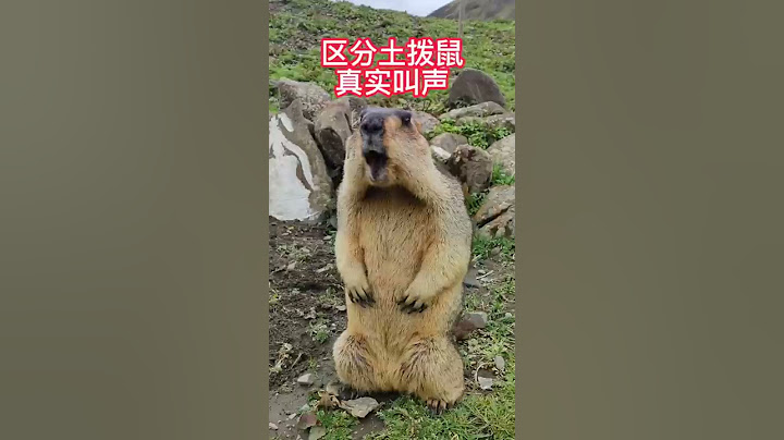 土撥鼠，原來是這麼叫的，被騙了好多年 #Shorts