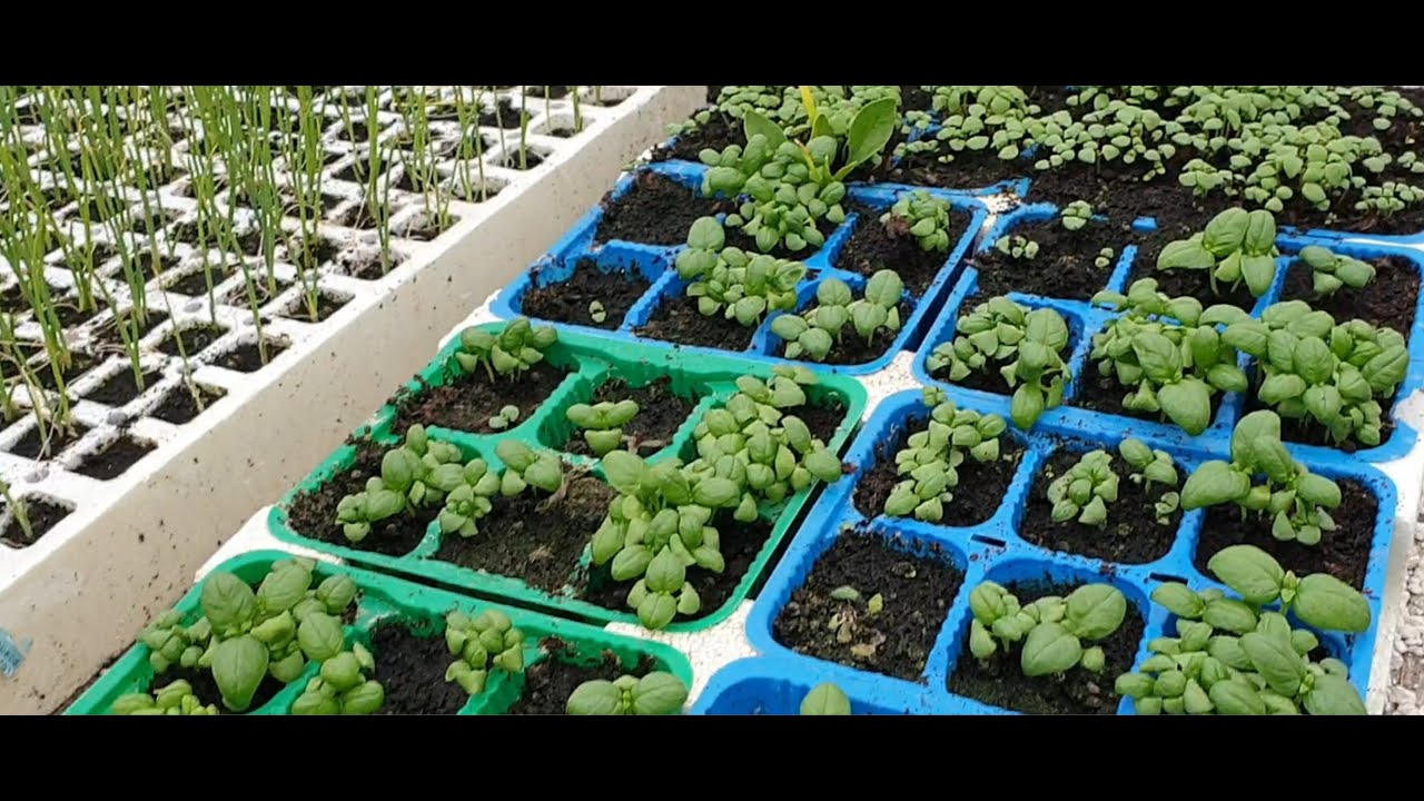 Le regole base per produrre piantine di ortaggi dal seme.