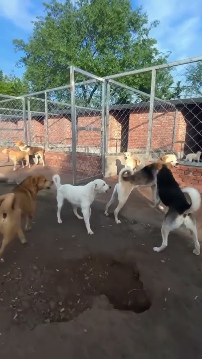 [閒聊] 守門犬俠的犬種是貴州下司犬嗎 ???