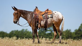 Bunny 3yr Molly mule