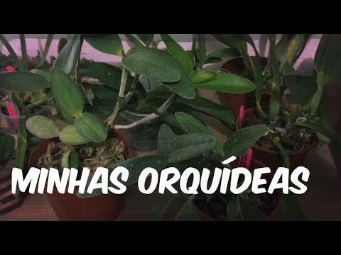 MINHAS ORQUÍDEAS - DESENVOLVIMENTO DE BROTOS E RAÍZES