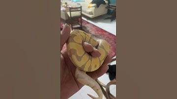 بنانای زیبای من 😍🍌🐍 #ballpython #snake #پایتون #reptiles #مار #animals #pets #python