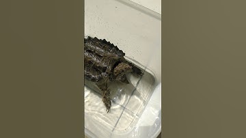 Bao năm nó vẫn cọc tính | Con rùa Aligator