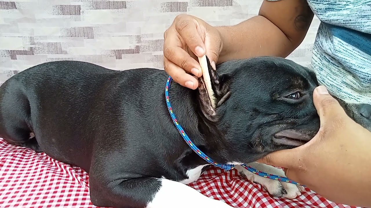 👉ARREGLAR las orejas de mi perro✅ 👉 american bully, pitbull, nación bully jmc