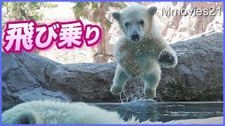 Wait mom！Polar Bear cub jumped on her mother's back