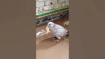 Кречет