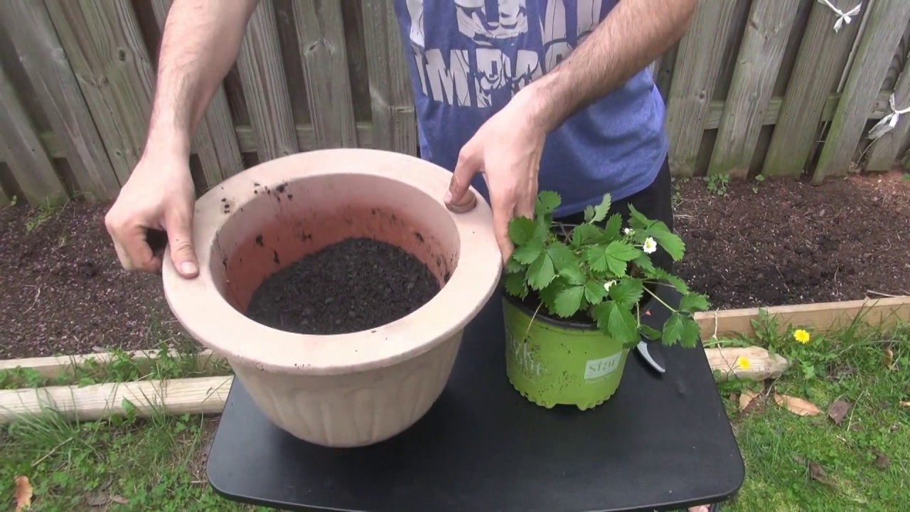 Why you should transfer strawberry plants into a larger