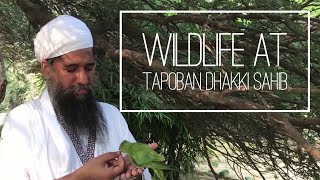 Wildlife at Tapoban Dhakki Sahib Punjab India