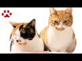 2021.5.5　みゃうの猫日記(説明欄に時間有) 【CatsLive:Miaou みゃう】