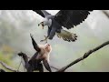 These Eagles are a Monkey's Worst Nightmare