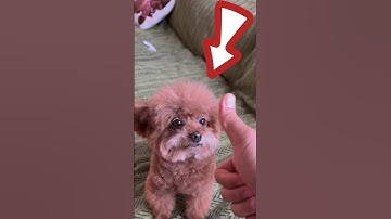 ¡Este Hombre Compró 3 Perros Robóticos para su Hija! 🐕🤖 (@王多多 / Douyin)