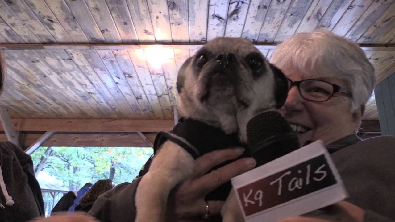 K9 Tails - 2016 Pug Social Highlights