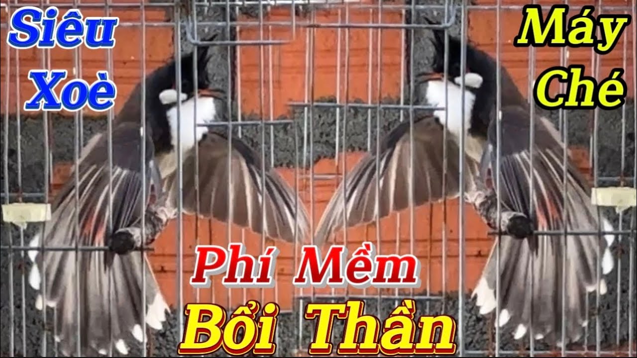 24/1 Siêu Phẩm Bổi Vip 6Tháng Lồng-Hàng Dân Bản Phách Chơi Siêu Xoè Ôm Cóng/Máy Ché Cực Gấu Chó