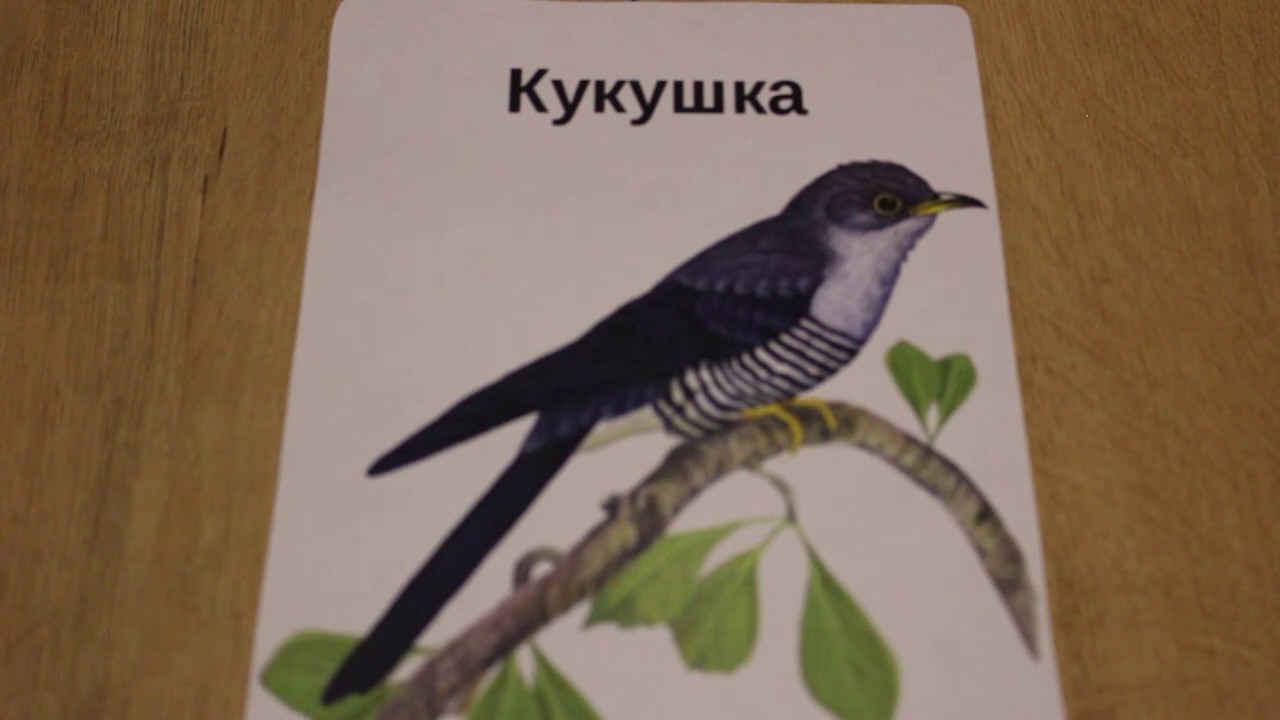 Как ока кукуку