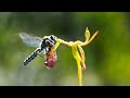 Sneaky orchid tricks a wasp  the green planet  bbc earth